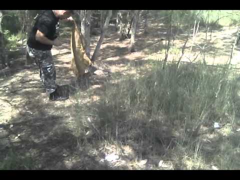 how to transplant xanthorrhoea australis