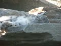 Snow Leopard Cubs IV