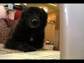 2 Girls 1 Cup Reaction - My dog Boris