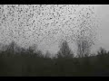 Birds over Lexington