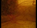 nine inch nails - ingrid k brooker nine inch nails - ingrid k brooker
