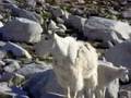 Mountain Goats