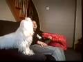 videos de Singing Maltese dog