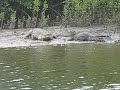 daintree river