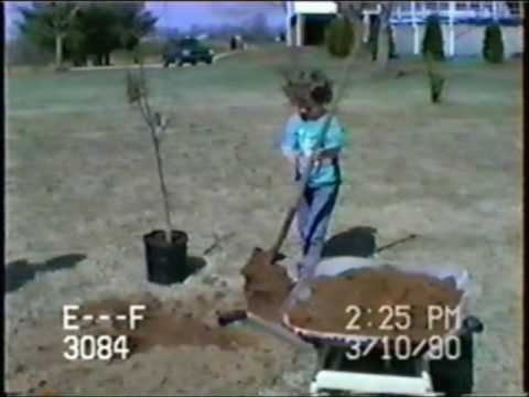 how to transplant pawpaw trees
