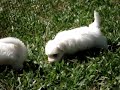 Gorgeous Coton de Tulear puppies born on January 1st, 2007.They are from pure breed.