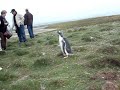 My Penguin Movie Experiment My Penguin Movie Experiment