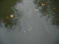 Carps in Schwetzingen