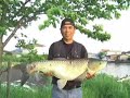 愛知県海部郡に位置する佐屋川に於ける草魚釣りを紹介する。117cmを筆頭に1mオーバー3尾をゲット。次はあなたの番だ。(It introduces the grass carp fishing in the Saya river located in the Aichi Prefecture Ama-gun. Exaggerated three 1m is gotten with 117cm at the top. The following are your turns. )by the big carp laboratory.http://www.ogoi.org