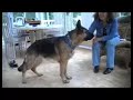 German shepherd talking to a baritone... and a cork floor! German shepherd talking to a baritone... and a cork floor!