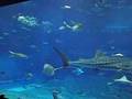 美ら海水族館