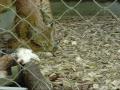 Lynx Luchs Zoo Munich CIMG 0001