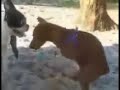 Horny Dog