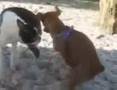 Horny-Dog