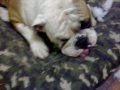 Maximus - Assasinou o sapinho Fausto.mp4