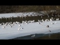 Paderborn Fischteiche Winter 2012 HD