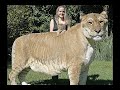 An awesome presentation of ligers and tigons! Ignore the tags