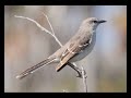 Taichi & Kollegah - Mocking Bird (bHc-RecordZ-Remix)