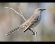 Taichi & Kollegah - Mocking Bird (bHc-RecordZ-Remix)