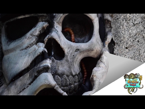 YouTube reptile video