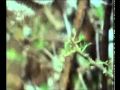 L'écosystème de la Savane