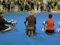Eukanuba Beagle 13\"