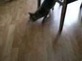 videos de Funny Cat