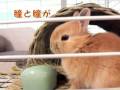 【ネザーランド・ドワーフ】　子うさぎとの出会い　【rabbit】