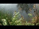 le beau brochet de LA ROCHE