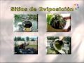 Click to View : Dengue: biología de Aedes aegypti (parte 2 de 2)