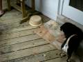 videos de Kobe, Mugsy and Pipi Meet