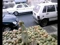 moul al karmous al handi (vendeur de figues de barbarie) moul al karmous al handi (vendeur de figues de barbarie)