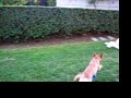 The Sheer Joy of Running