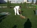 Chechen Kyokushin Fighters Lechi Kurbanov