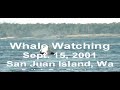 Orcas in the San Juan Islands, Washington