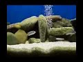 My malawi aquarium