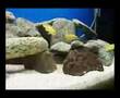 My malawi aquarium