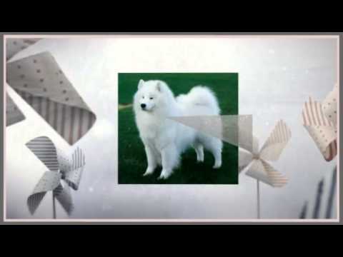 how to train samoyed