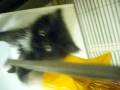 kitty 1.AVI