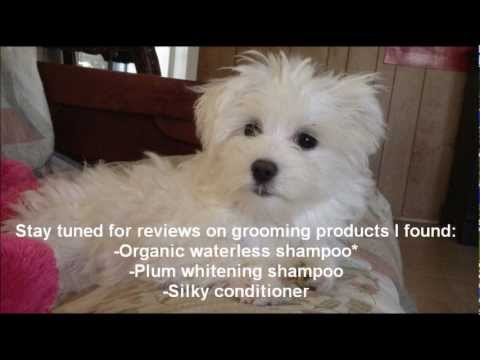 how to whiten dog hair