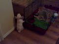 Crazy Rory the rabbit again Crazy Rory the rabbit again