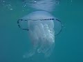 Jellfish swimming at Masia Blanca - Medusa nadando en Masia Blaca