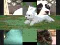 Mean Doggies-Mean Kitty Song