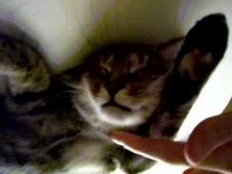 kitty coma