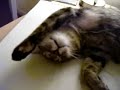kitty coma