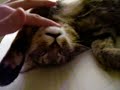 kitty coma