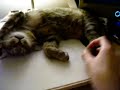 kitty coma