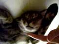 kitty coma
