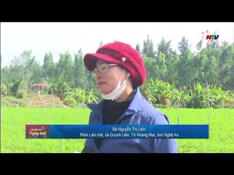 Nông dân Quỳnh Liên vào vụ thu hoạch cà rốt sớm