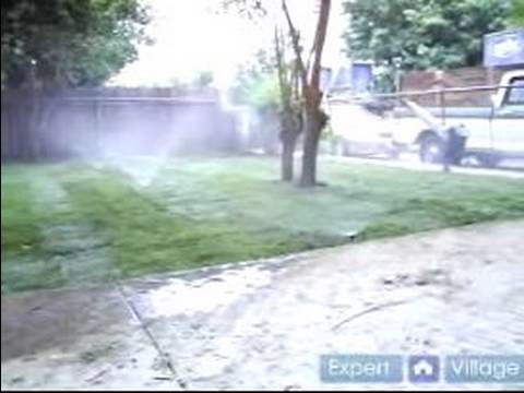 how to decide where to plant trees in yard